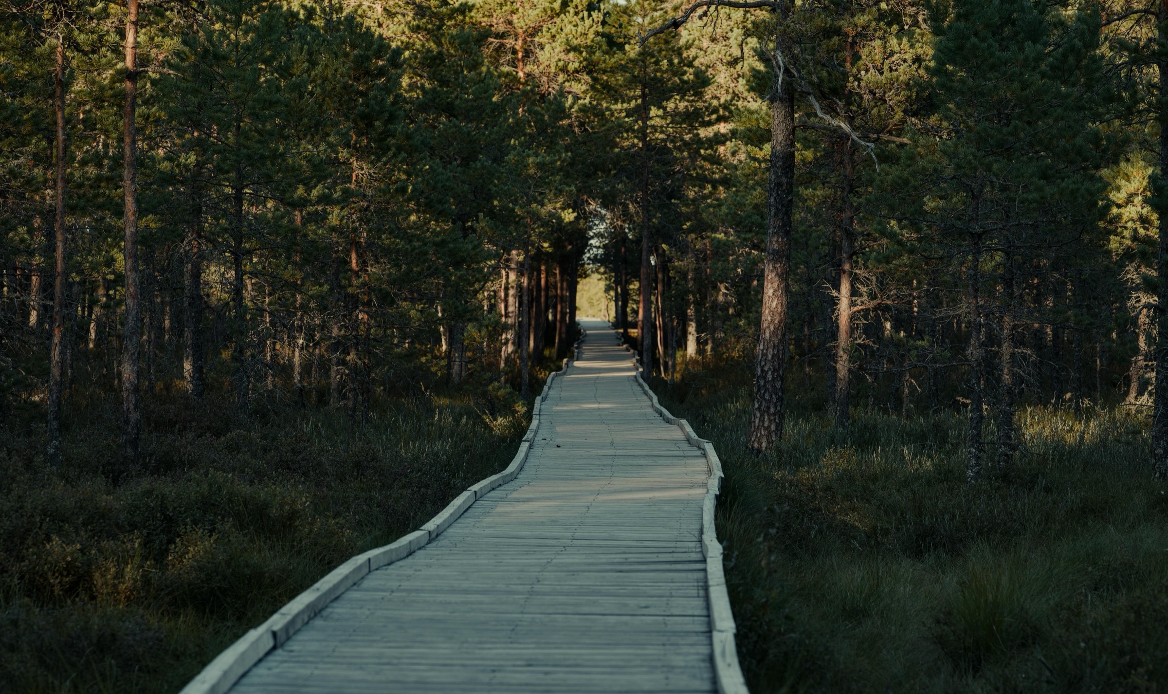 Boardwalk path through forest toward the light