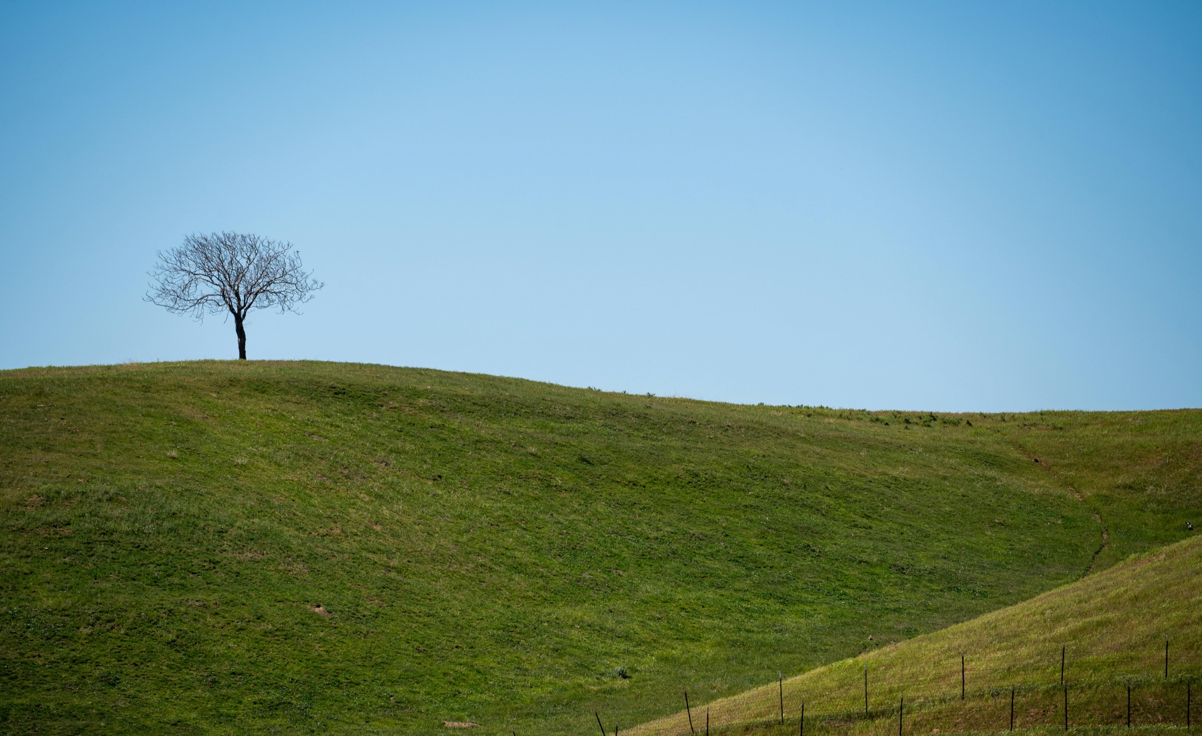 Lone tree on an Iowa hilltop
